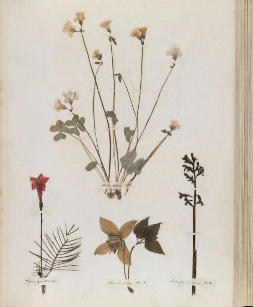 Aus Emily Dickinsons Herbarium